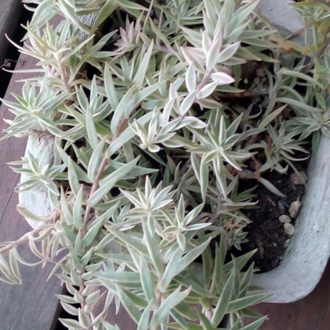 Sedum Lineare Variegado